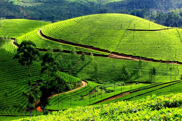 Kerala Travel Diaries- Places to Visit, Things To Do, Indian Travel Blog