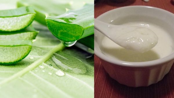 Best Aloe Vera Face Packs to get Clear, Glowing Skin