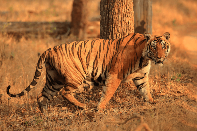 The best locations to see tigers in India
